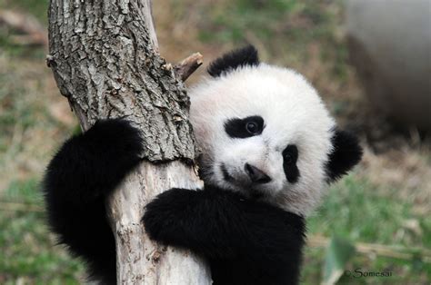 Panda Panda Parimatch
